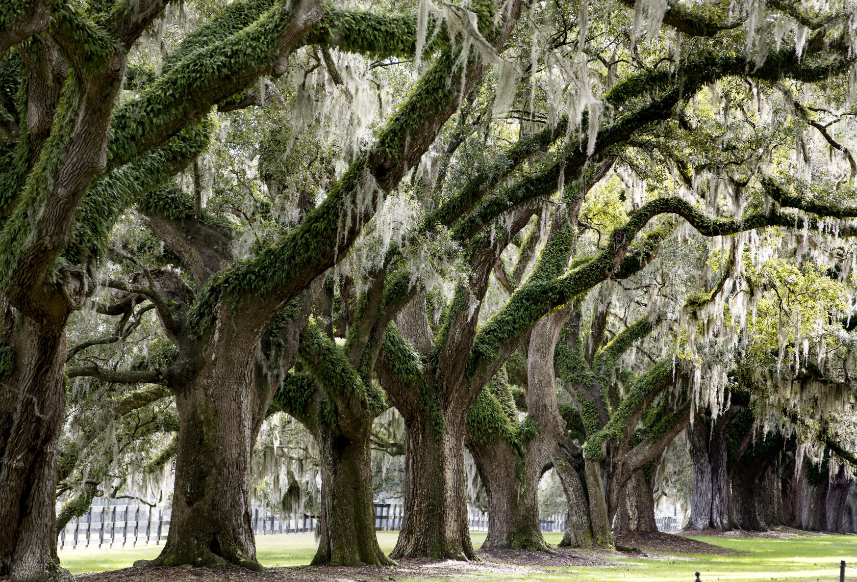 live oaks 2.jpg (copy)